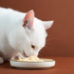 Standards and guidelines for cat vaccination