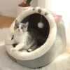 kitten